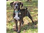JACK CAN FLY Mountain Cur Puppy Male