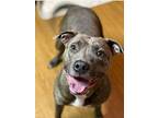 Baby (Fostered in Oakland) Pit Bull Terrier Adult Female