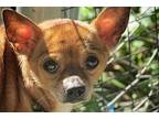 Rafferty Chihuahua Adult Male