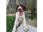 Chevron German Shorthaired Pointer Young Male