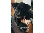 Cypress Mountain Cur Puppy Male