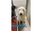 Winter 21370 Great Pyrenees Adult Male