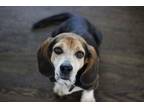 Jerry- In Foster Beagle Senior Male