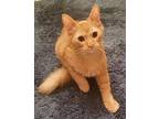 KITTEN LEO Domestic Shorthair Young Male