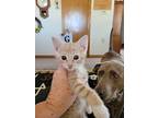 Bing Clawsby Domestic Shorthair Kitten Male
