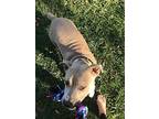 Sky American Staffordshire Terrier Adult Female