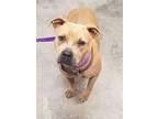 Willow Pit Bull Terrier Young Female