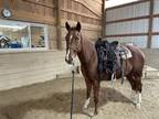 Sweet 3yr Old running bred mare