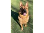 Adopt Benny a Red/Golden/Orange/Chestnut Akita / Mixed dog in Quincy