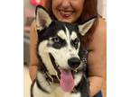 Adopt BLAZE (Mid-East, yo) a Black - with White Siberian Husky / Mixed dog in