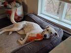 Adopt HOPPY (Mid-East, ms) Local in Vancouver a White - with Black Dalmatian /