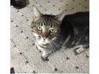 Adopt Miss Tee Tee a Tan or Fawn Tabby Domestic Shorthair (short coat) cat in