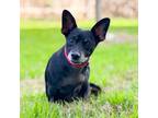 Adopt Tucker a Miniature Pinscher / Mixed dog in Austin, TX (33092318)