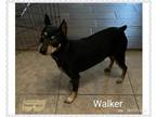 Adopt Walker a Black - with Tan, Yellow or Fawn Miniature Pinscher / Mixed dog