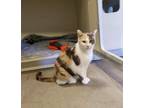 Adopt Peaches a Calico or Dilute Calico Domestic Shorthair / Mixed (short coat)