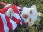 Jam (Fostered in KS) Chihuahua Adult Male