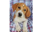 Dolly SouthernCharm Jack Russell Terrier Puppy Female