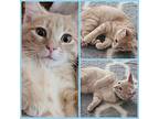 Peaches & Orange Domestic Shorthair Kitten Male