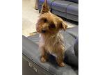 Holly Yorkie, Yorkshire Terrier Adult Female