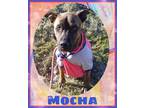 Mocha Boxer Young - Adoption, Rescue
