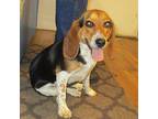 18-d03-024 Queen Beagle Adult - Adoption, Rescue