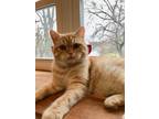 Garfield Exotic Shorthair Young - Adoption, Rescue