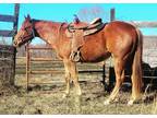 2yr old Futurity Rodeo Prospect
