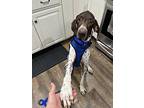 Nikon German Shorthaired Pointer Adult Male