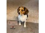 Adopt Copper (Courtesy Post) a Beagle / Mixed dog in Council Bluffs