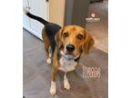Adopt Ivan a Beagle / Mixed dog in Council Bluffs, IA (33100814)