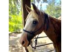 Adopt Blu a Quarterhorse / Mixed horse in FREEPORT, FL (33101230)