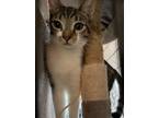Adopt Ruby a Gray, Blue or Silver Tabby Domestic Shorthair / Mixed (short coat)