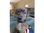 Adopt Chestnut a Brindle Plott Hound / Boxer / Mixed dog in Whitewater
