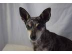 Adopt Patches a Black - with Gray or Silver Dachshund / Mixed Breed (Small) /