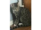 Adopt Giuseppe a Gray, Blue or Silver Tabby Domestic Shorthair (short coat) cat