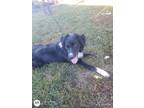 Adopt Maverick a Black - with White Border Collie / Mixed dog in Algonquin