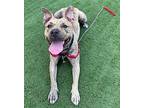 Tigress American Pit Bull Terrier Young Female