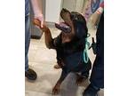 Torito Rottweiler Adult Male