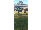 Quarter horse Philly for sale