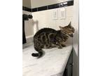Adopt Doc Holliday - IN a Bengal