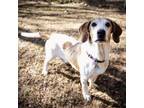 Adopt 21-116 Carley a Basset Hound, Treeing Walker Coonhound