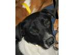 Adopt Ashley a Labrador Retriever, Border Collie