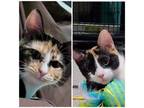 Adopt BANDIT and SHADOW!! a Calico