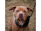 Adopt Winslow a American Staffordshire Terrier