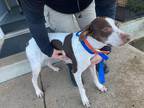 Adopt Tippy a White - with Brown or Chocolate English Pointer / Mixed dog in st.