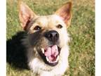 Adopt CHESTER a Tan/Yellow/Fawn - with White Jack Russell Terrier / Mixed dog in