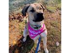 Adopt Sierra a Tan/Yellow/Fawn Great Dane / Mixed Breed (Large) / Mixed dog in