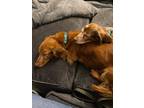 Adopt Jasper a Red/Golden/Orange/Chestnut Dachshund / Mixed dog in DeForest