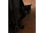 Adopt Cassie a Black (Mostly) Domestic Shorthair (short coat) cat in Goldsboro