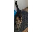 Adopt Teddy Girl a Tiger Striped Domestic Shorthair (short coat) cat in